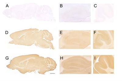 IgLON5 deficiency produces behavioral alterations in a knockout mouse model